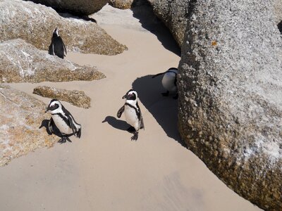 Boulders beach south africa vacations