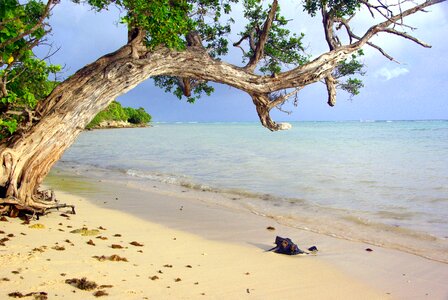 Guadeloupe tree ocean photo