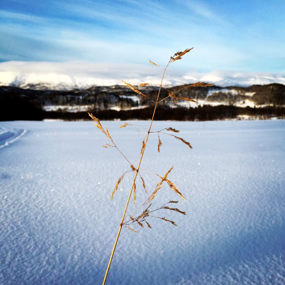 Dry grass landscape