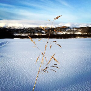 Dry grass landscape photo