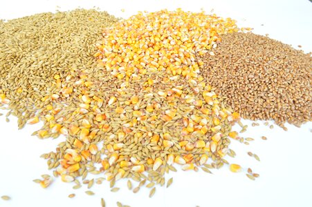 Grains wheat barley