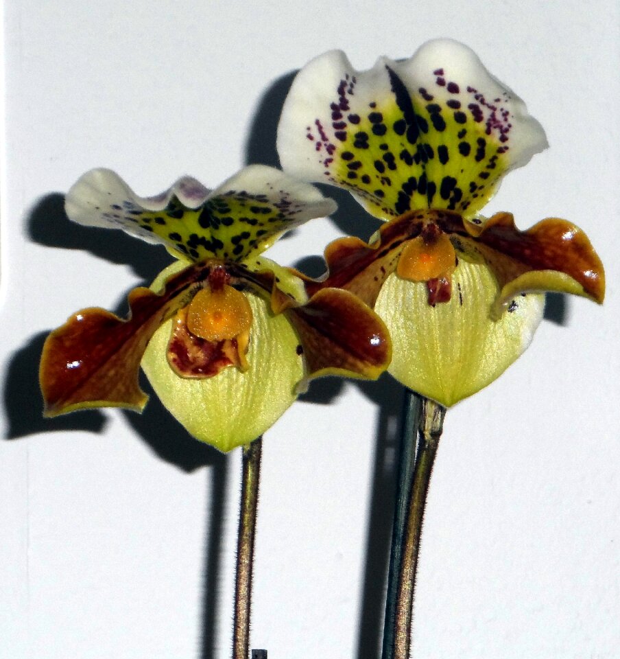 Orchid blossom blossom bloom