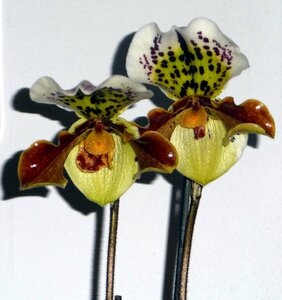 Orchid blossom blossom bloom