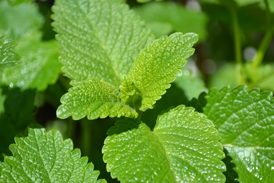 Green leaves garden