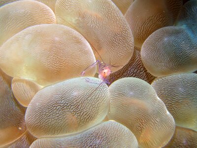 Marine anemone creature