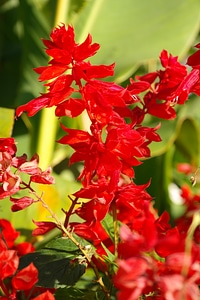 Flower red salvia splendens photo