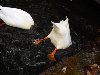 Animal animal world all my duckling