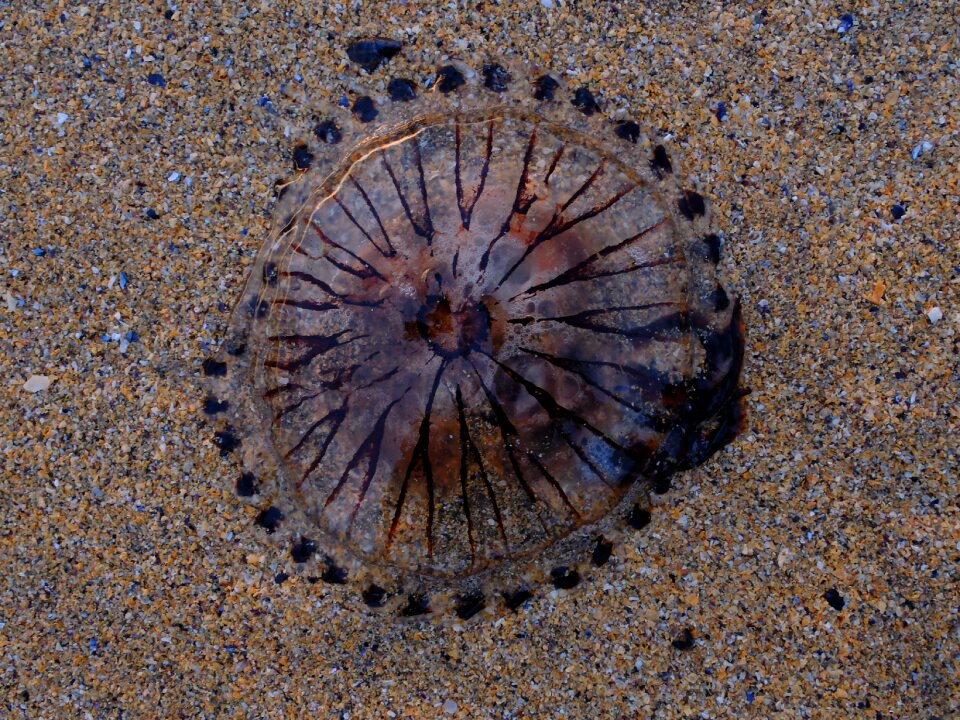 Sea marine life schirmqualle photo