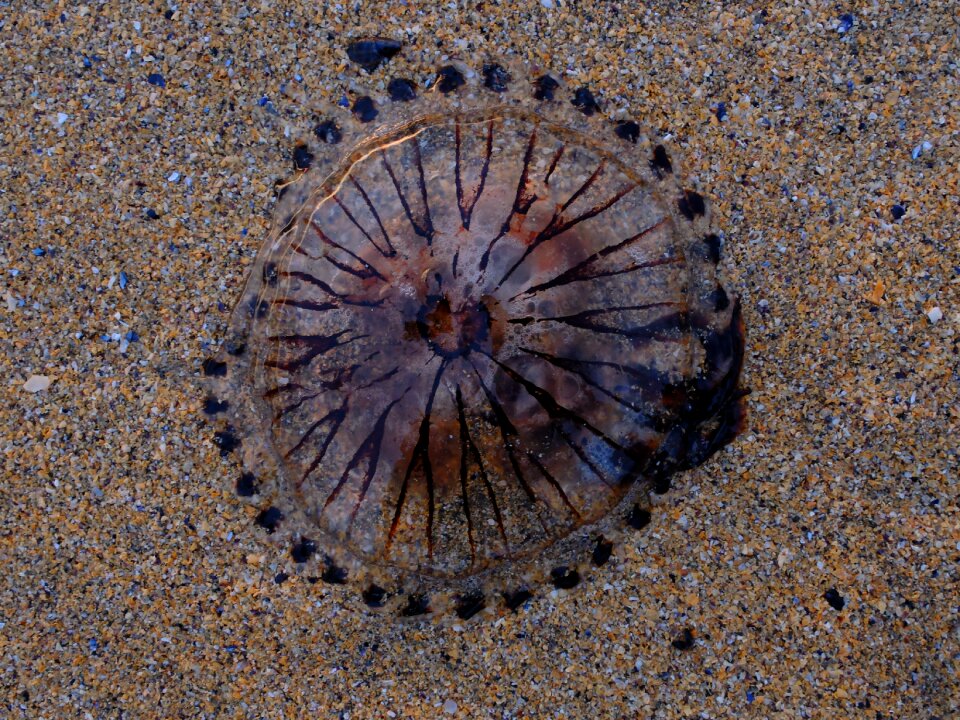 Sea marine life schirmqualle
