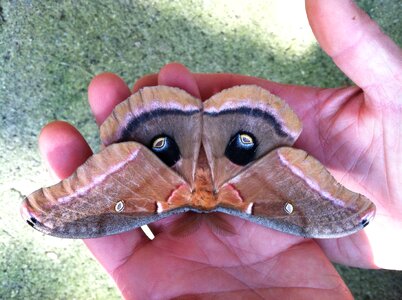 Insect wings