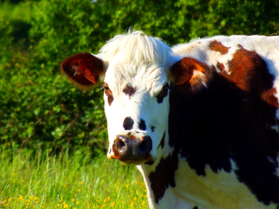 Agriculture animals animal