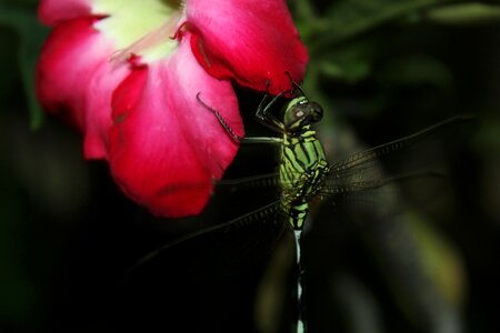 Macro plant fly