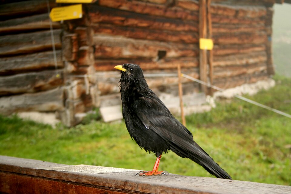 Crow birds corvidae