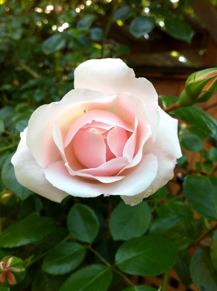 Rose blossom nature