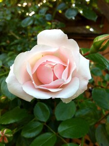 Rose blossom nature photo