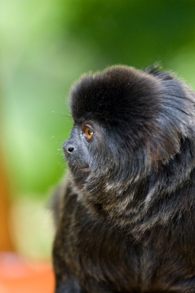 Observing portrait tiergarten