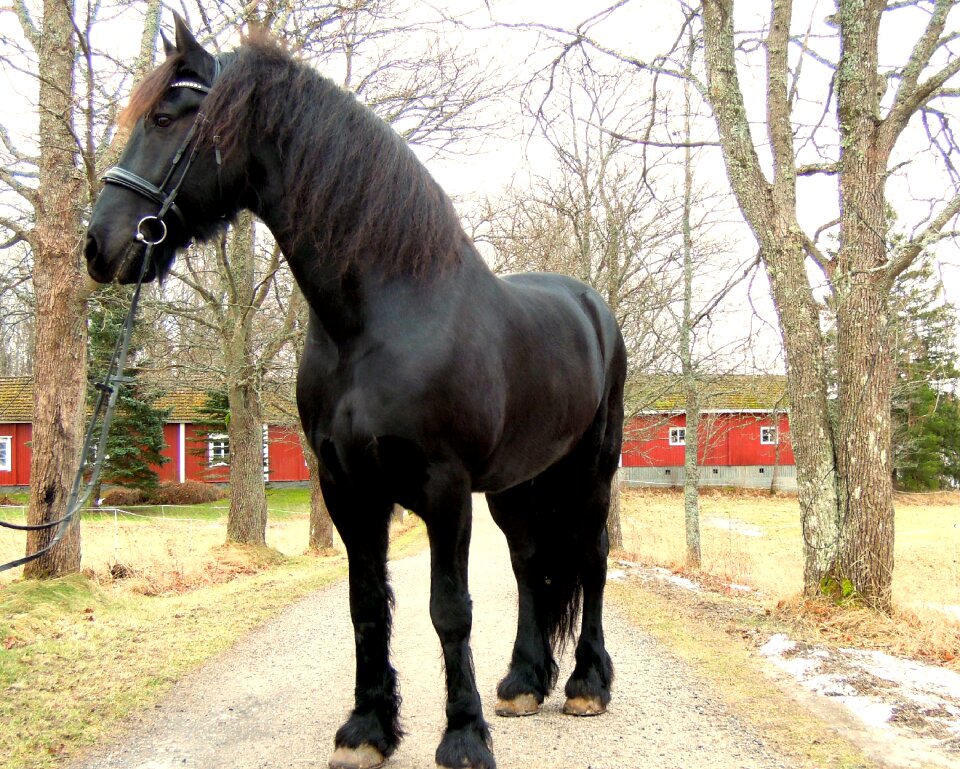 Horse black animal