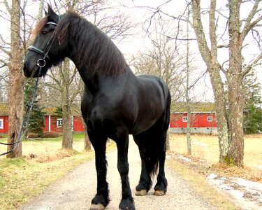 Horse black animal photo