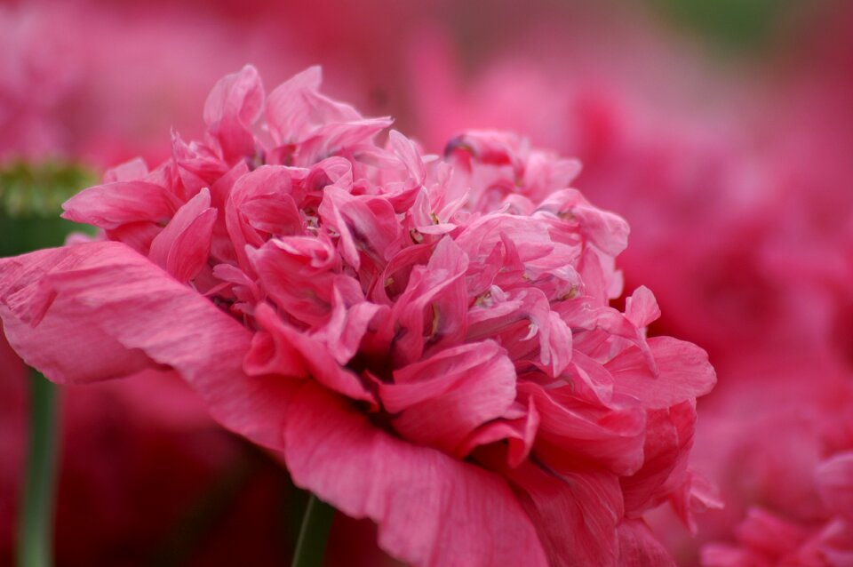 Flowers pink flowers garden