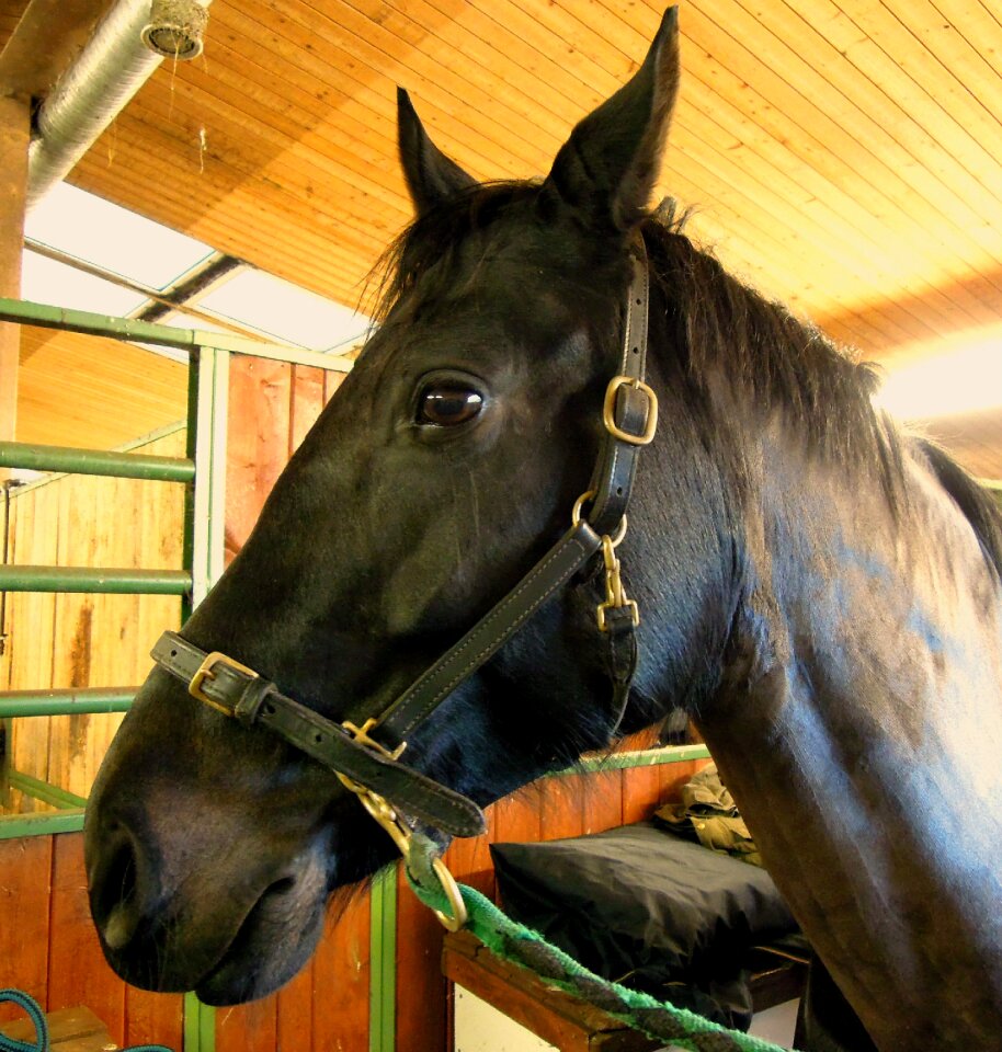 Horse animal finnish