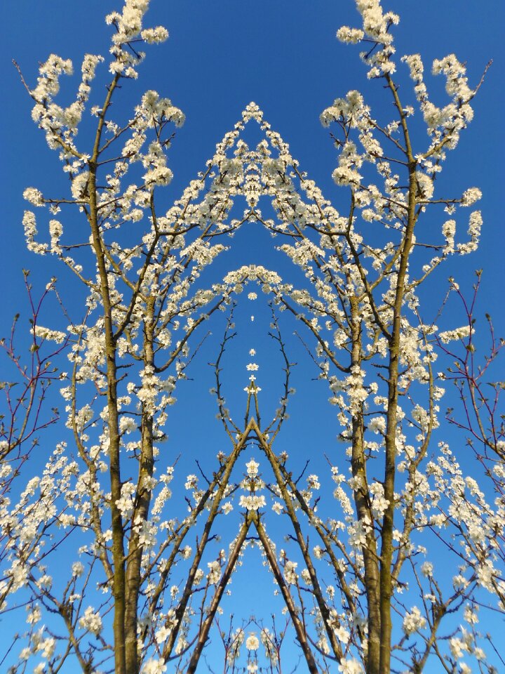 White flower spring cherry