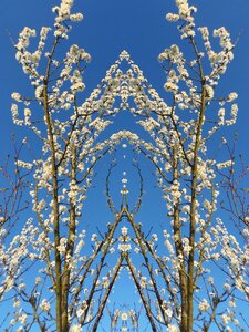 White flower spring cherry