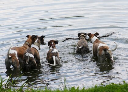 House pet greyhounds whippets