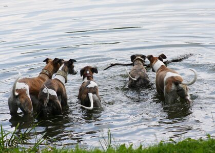 House pet greyhounds whippets photo