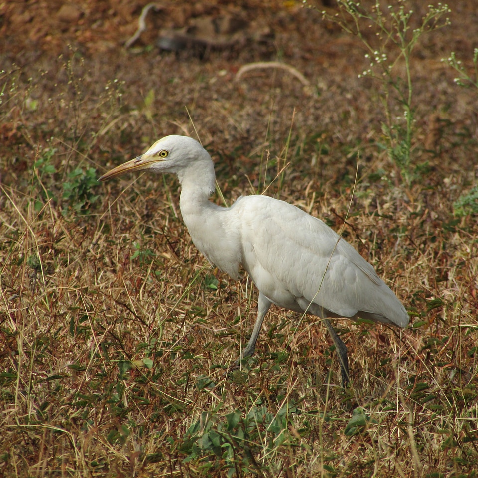 Environment ecology beak