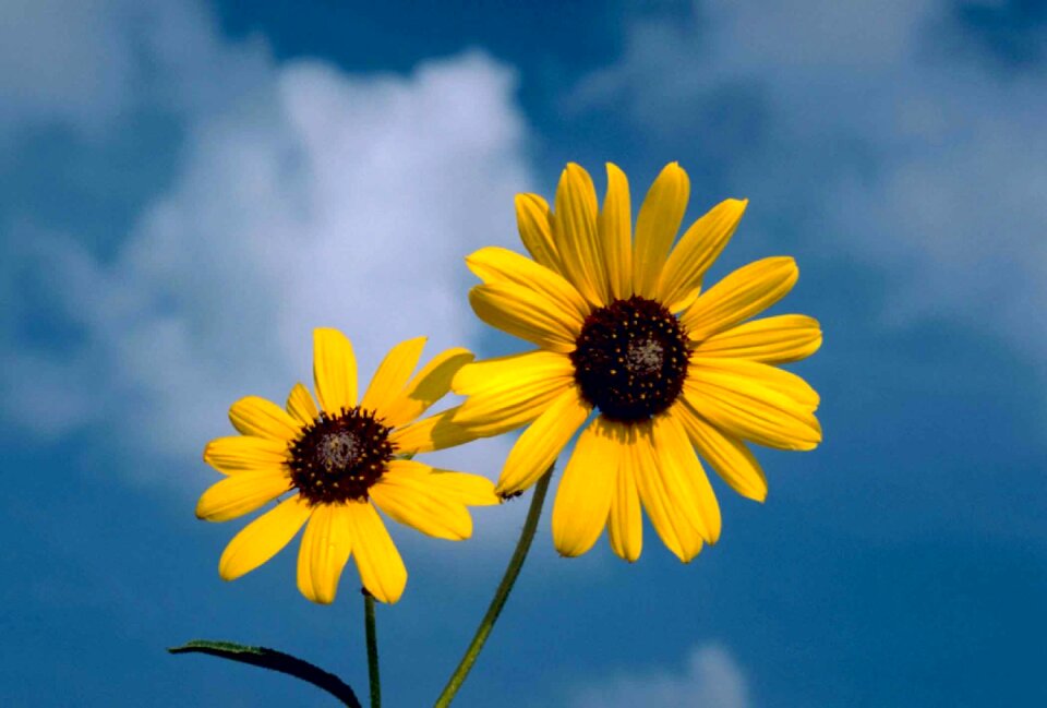 Yellow helianthus nature
