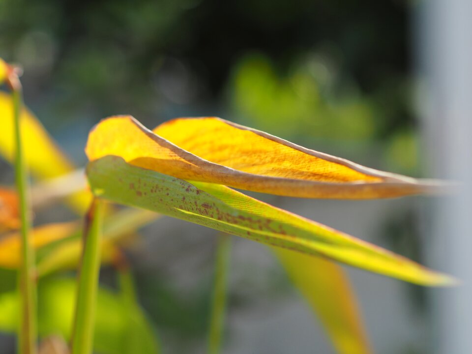 Nature bright outdoor