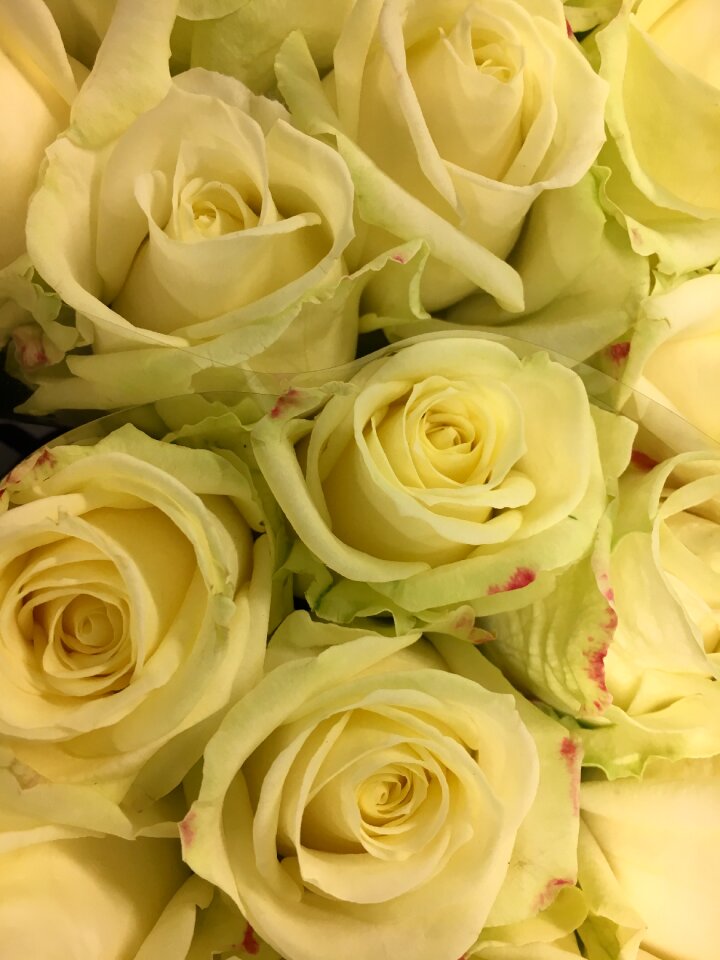 White flower roses bloom
