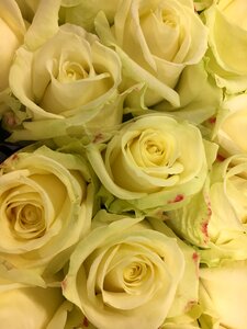 White flower roses bloom