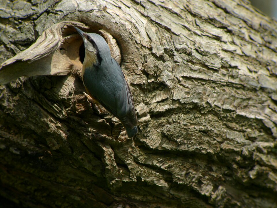 Nuthatch birds gardens of hoegaarden