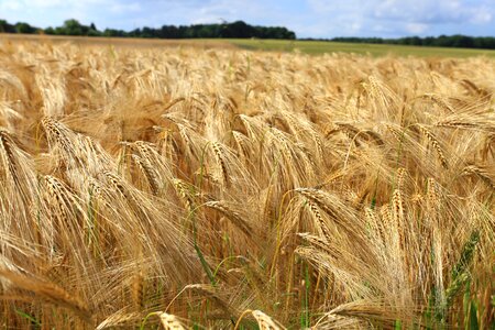 Wheat fields cornfield