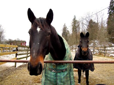 Two friends horse