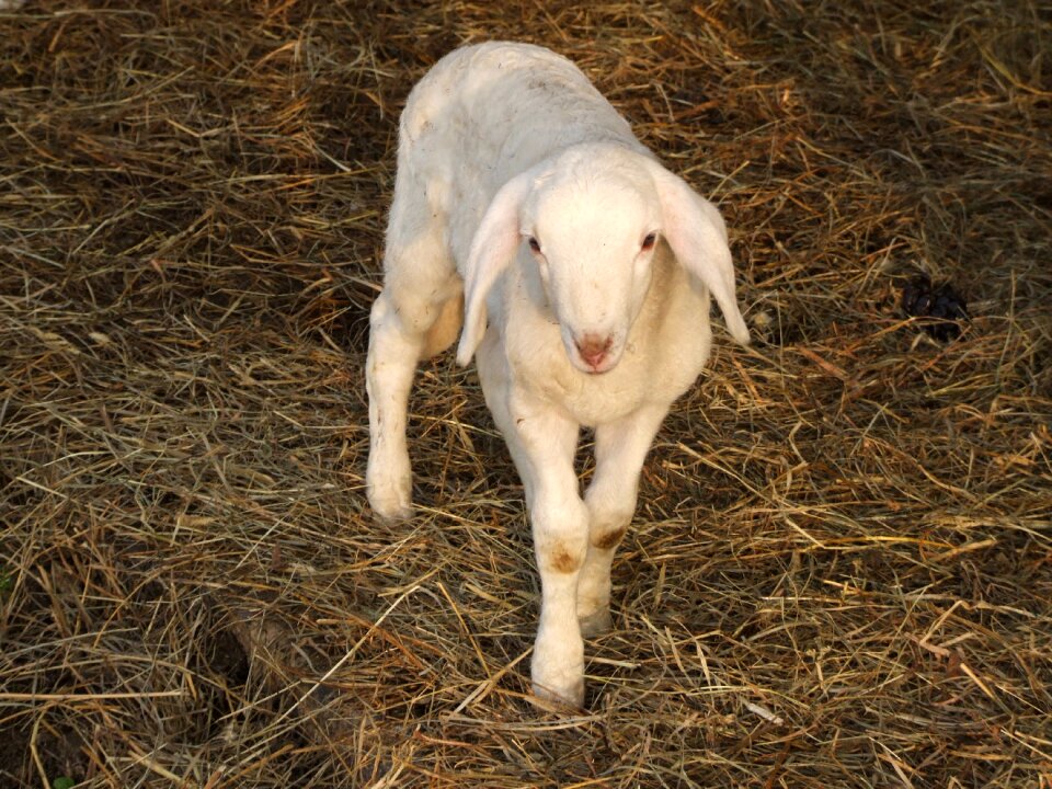 Animals lamb nature