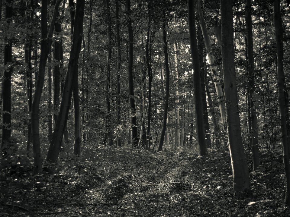 Winter landscape gloomy