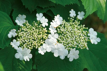 Flowers bush white