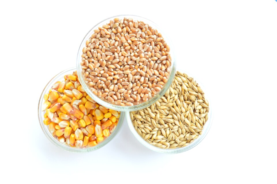 Corn wheat barley