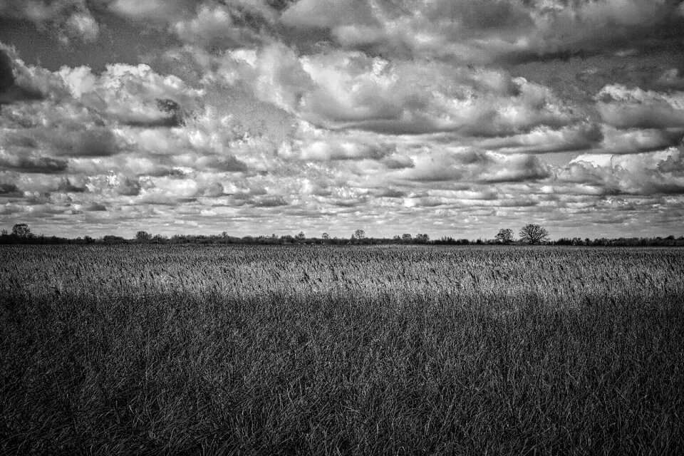 Field grass nature