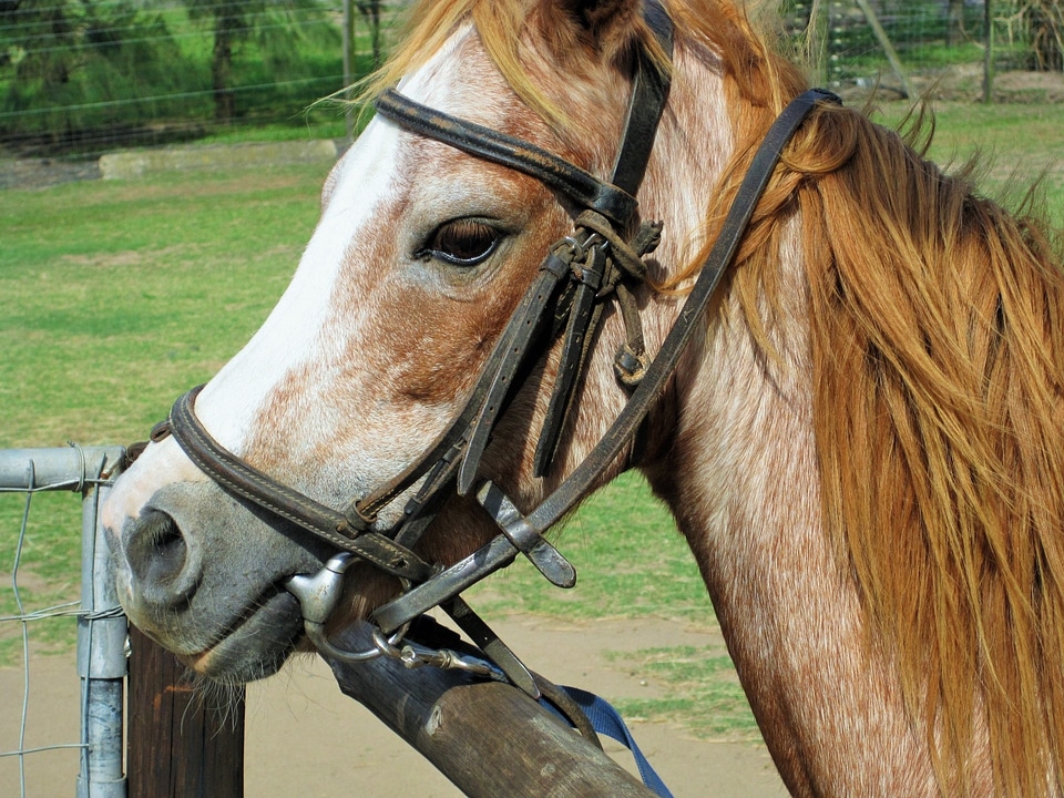 Animal farm horse - Free photos on creazilla.com