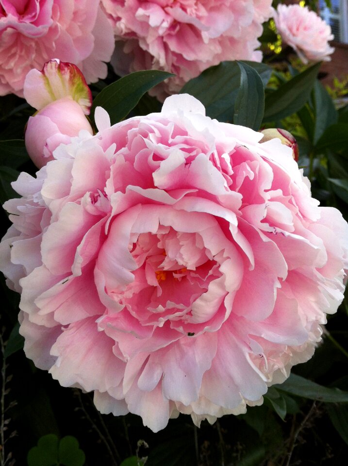 Floral blossom romantic