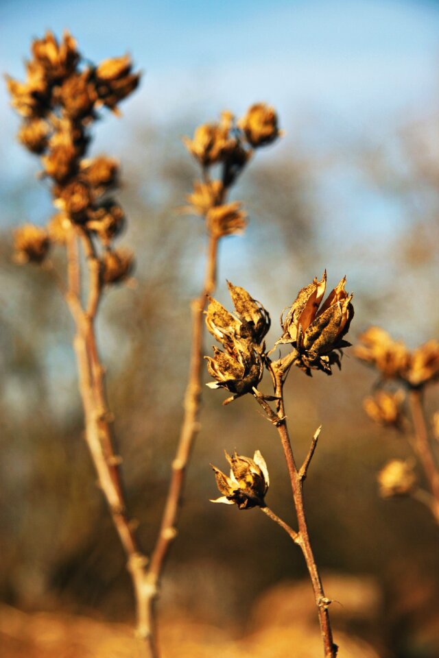 Autumn spring blossom