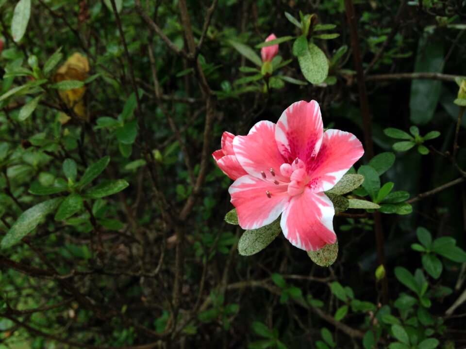Maui nui botanical gardens