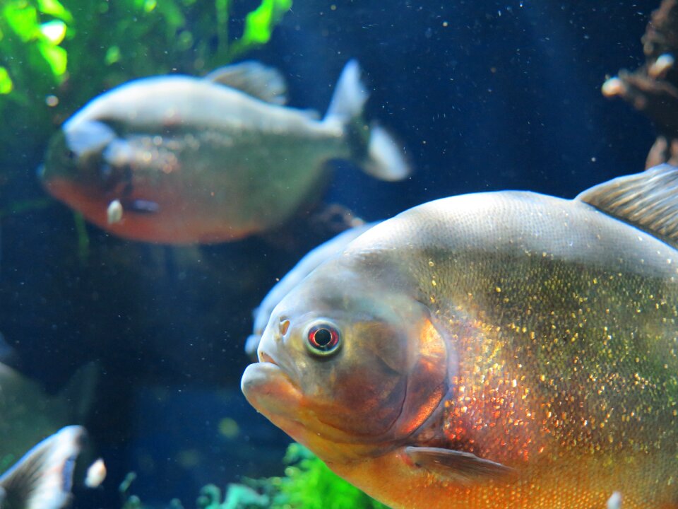 Aquarium monaco fish