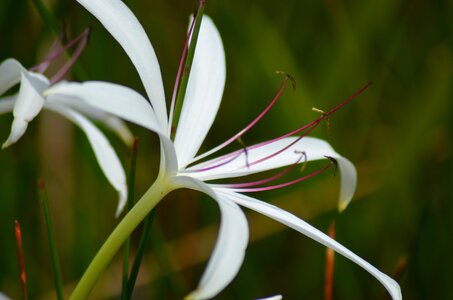 Pollen white summer flowers