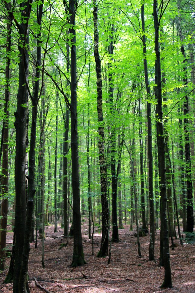 Forest trees bavarian forest