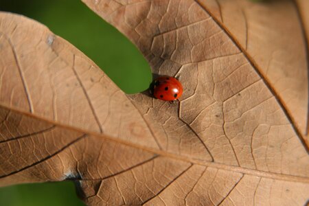 Insect macro bug