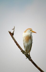 Cattle egret birds nature